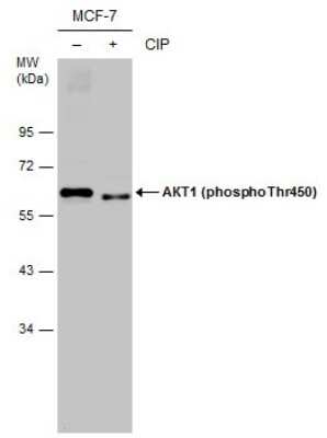 Western Blot: AKT [p Thr450] Antibody [NBP3-13168]